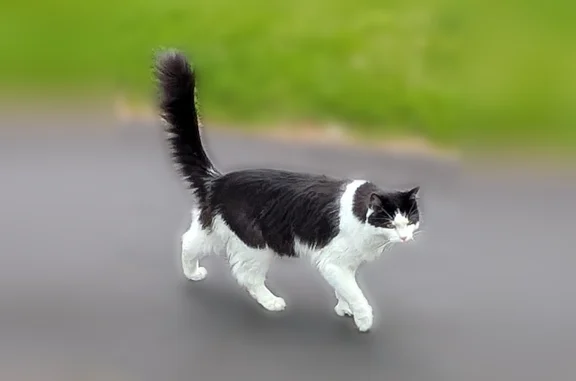 Lost and found pets Bethel Park, photo: Found cat, Highfield Road, 1098, Bethel Park - long-haired black and white, friendly