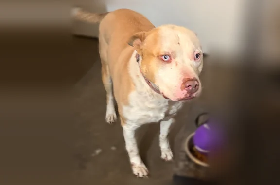 Found dog Gilchrist, photo: Lost dog, Linda Drive, 1045, Gilchrist - male