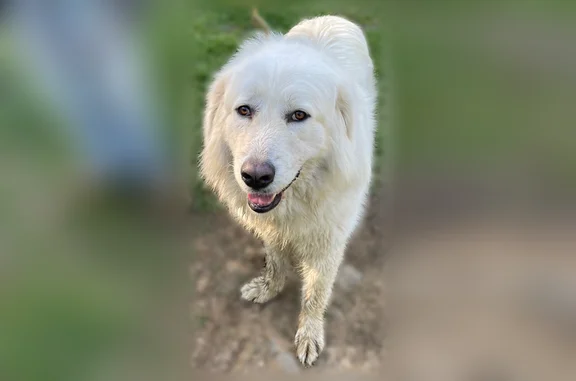 Found dog Richlandtown, photo: Found dog, Winding Road, 3110, Springfield Township, Richlandtown - large white Newfoundland