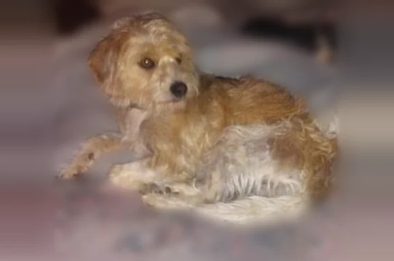 Lost dog, male, East Farm Road 162, 6864, Rogersville, Winona - tan and white with black spots - photo