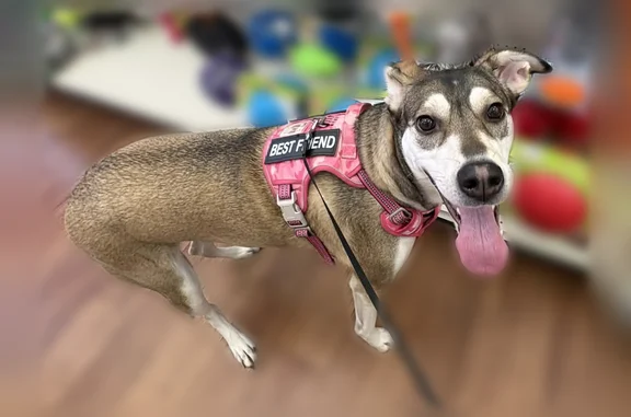 Lost dog, Rampley Trail, Canton, Atlanta - female, wearing a pink Best Friend vest/harness - photo