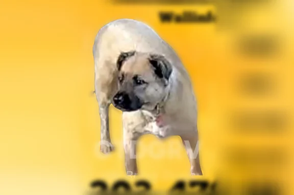 Lost dog, Wallingford, Connecticut, Kissimmee - female - photo