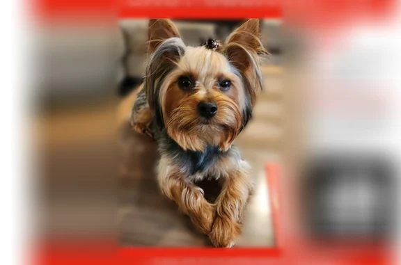 Lost dog, male, Mercier Street, 7444, Kansas City, Lincoln - blue collar, microchipped - photo