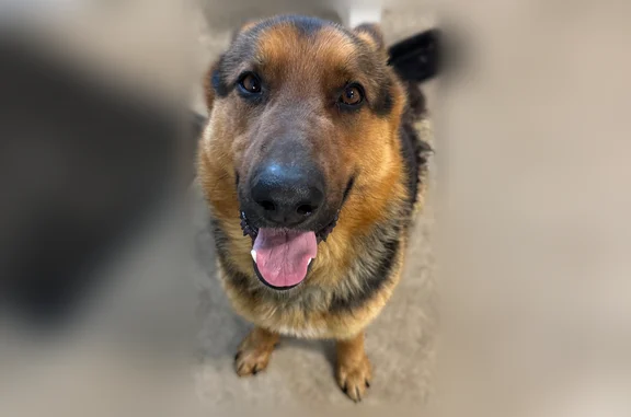 Found dog Alto, photo: Found dog, Timpson Avenue Southeast, 8070, Alto - male German Shepherd