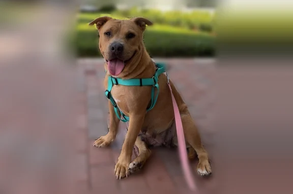 Lost dog, Alafaya Commons Circle, 3626, Orlando - female pitbull mix - photo