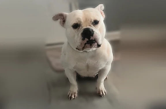 Missing dog Durham, photo: Lost dog, Fayetteville Street, 2214, Durham - female