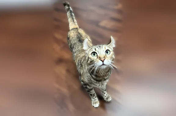 Lost cat, Bedford Road, 66, Mundelein - female brown tabby, folded ears - photo
