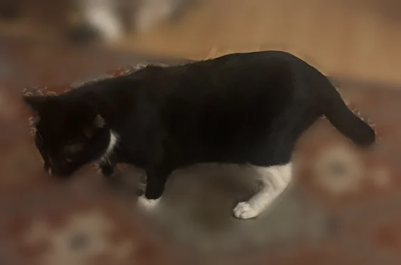 Very nice rescue cat so she's missing front claws Super friendly