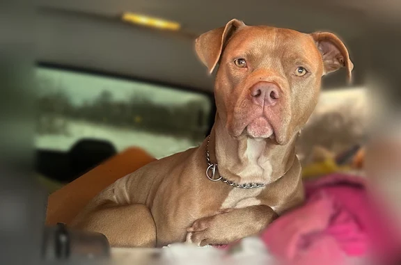 Lost dog, West Sterling Road, 8615, Litchfield, Arlington - male pit bull with choker chain - photo