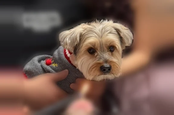 Missing dog Arlington, photo: Lost dog, South Fairfield Avenue, 5200, Chicago - male, small brown/beige and black dog