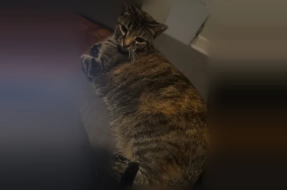 Lost cat, Quincy Street, 190, Manhattan - female, older, small chunk missing on tip of left ear - photo