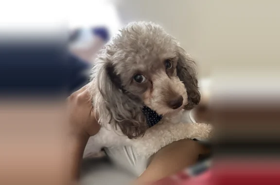 Missing dog Male, Kansas City (usl536889) - photo