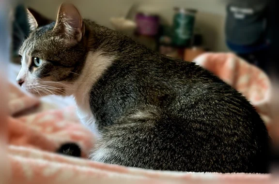 Lost cat, Covington, Tennessee - male - photo