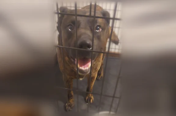 Found dog Topeka, photo: Found dog, Southeast 33rd Terrace, 2400, Topeka - male
