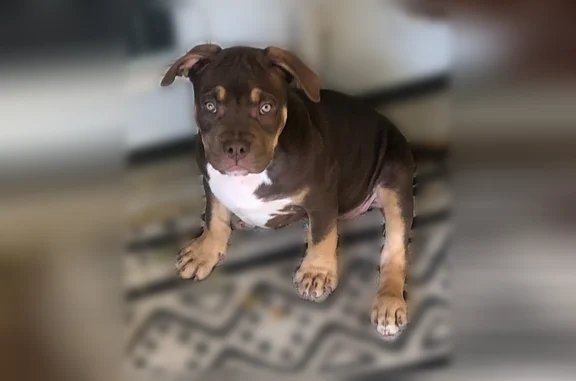Lost dog, East Grenoble Drive, 313, Grand Prairie, Euless - female, small/medium size - photo