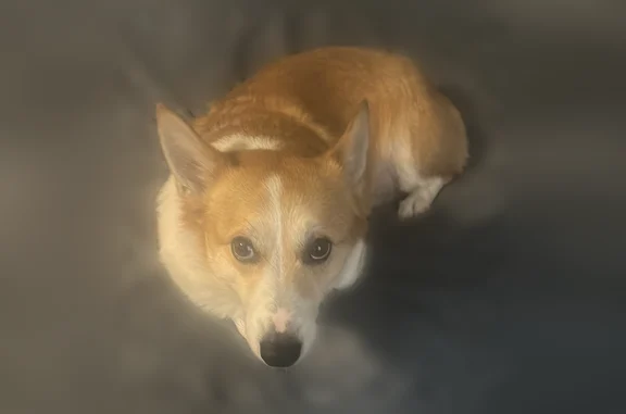 Lost dog, Standifer Circle, 187, Salt Lake City - male, small corgi-like dog - photo