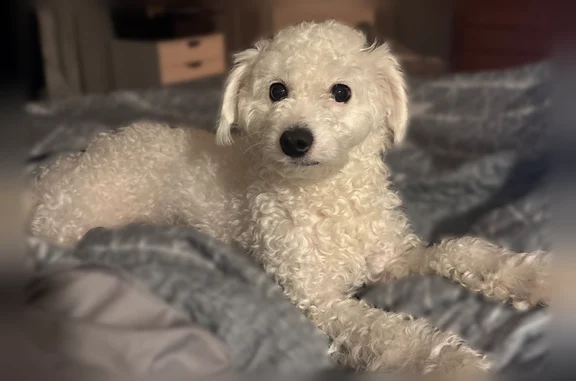 Lost dog, Nashville, Tennessee, Nashville - female, solid white curly short haircut - photo