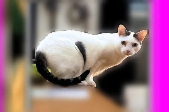 Lost cat, Fruit Street, Northampton, Arlington - white with dark tabby tail - photo