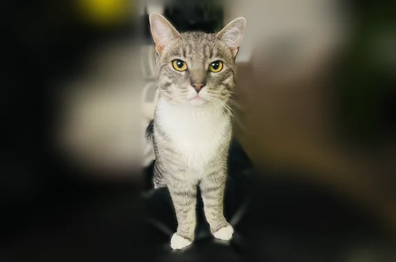 Lost cat, Briarwood Lane, Marlboro, Cambridge - male, gray, microchipped - photo