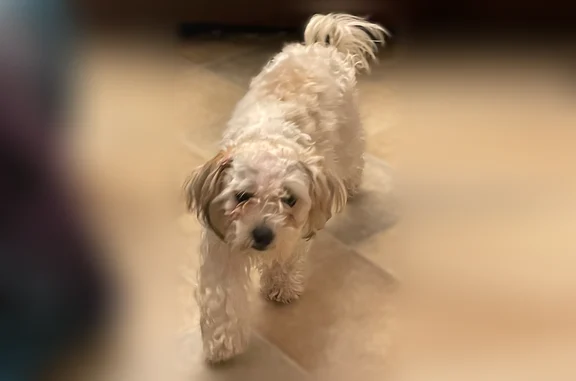 Lost dog, female, Colonel Glenn Road, 6201, Little Rock - photo