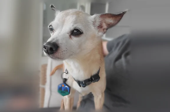 Missing dog Plainfield, photo: Lost dog, Edelweiss Drive, 4118, Plainfield - senior chihuahua