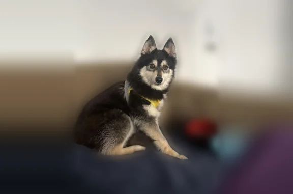 Missing dog Chicago, photo: Lost dog, North Kenmore Avenue, 5750, Chicago - friendly but skittish