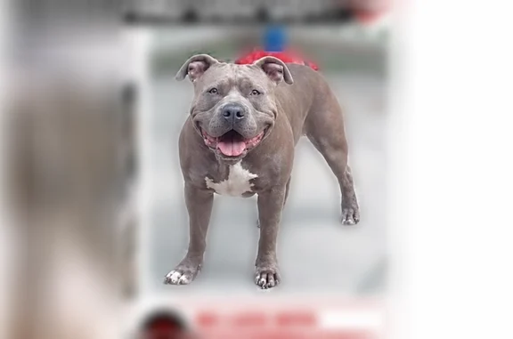 Lost dog, 200th Street, Jacksonville - male, blue/grey neutered pitbull - photo
