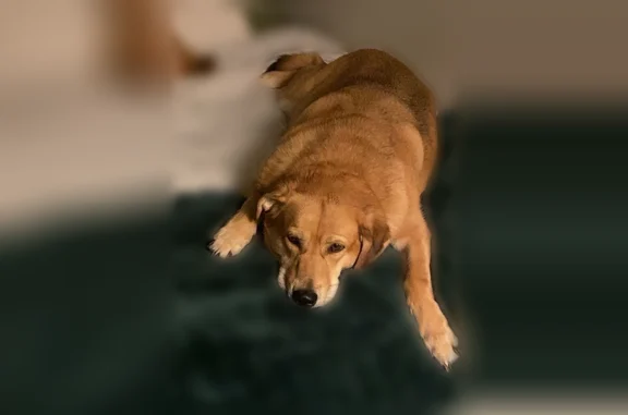 Lost dog, Murrays Run Road, 22...