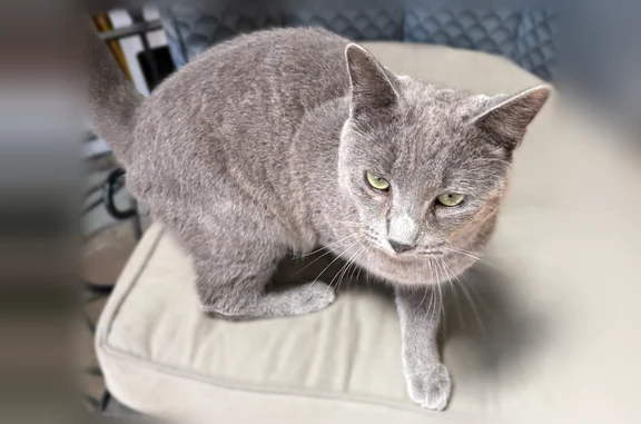 Lost and found pets Savannah, photo: Found cat, East 64th Street, 227, Savannah - male, blue tabby, no collar