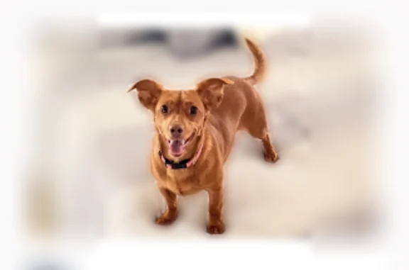 Lost dog, Gulf Avenue, Laurel,...