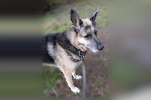 Lost dog, Norway Drive, Garlan...