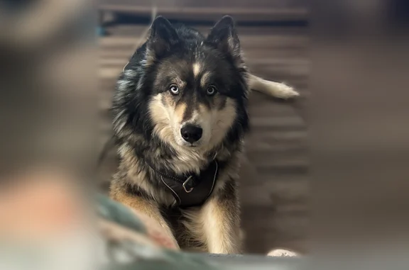 Lost dog, Lancaster Drive, 327...