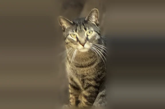 Lost cat, Pitman Downer Road, 270, Ocean City - male, friendly - photo