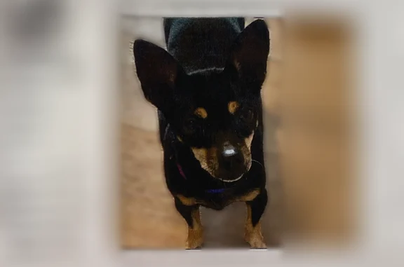 Lost dog, South Olive Avenue,...
