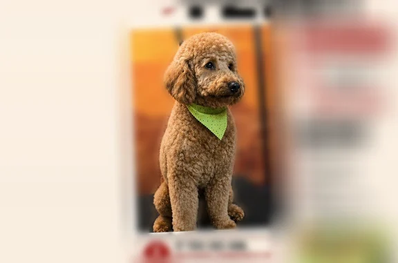 Lost dog, National Way, Durham