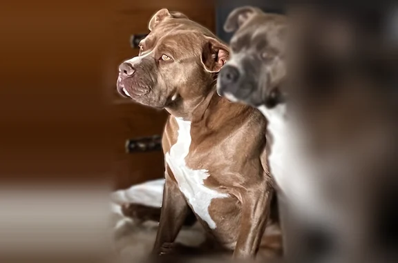 Lost dog, East Ray Fine Boulev...