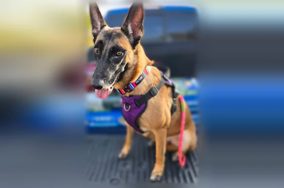 Missing dog San Antonio, photo: Lost dog, Village View Drive, 4907, San Antonio - female Malinois