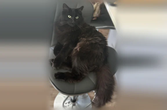 Lost cat, Blue River Drive Southeast, 6193, Salem, Portland - large black long-haired male cat - photo
