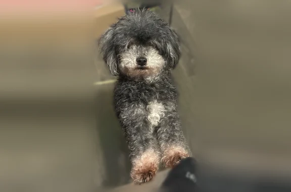 Missing dog Queens, photo: Lost dog, Grayson Street, 122-22, Queens - female, small yorkipoo with white paws