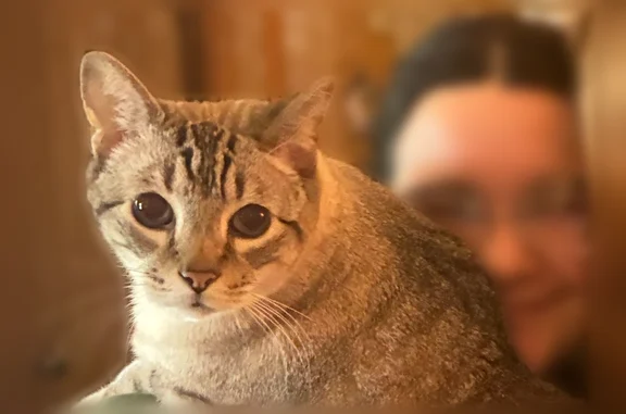 Lost cat, Rolling Brook Lane, Coppell - male, mostly gray and white, striped tail - photo