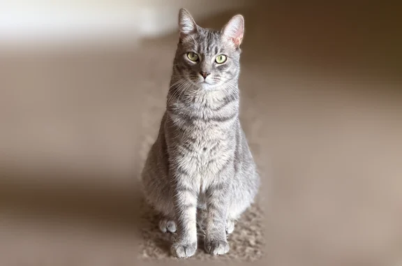 Missing cat Prattville, photo: Lost cat, Old Farm Lane South, 522, Arlington