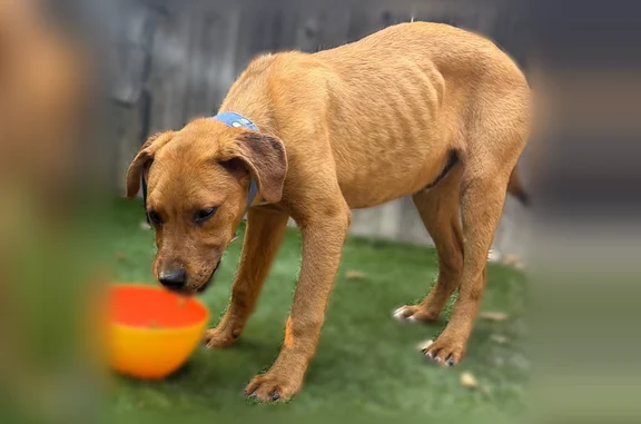Found dog Highland, photo: Found dog, Highland, California - male, 3-5 months old