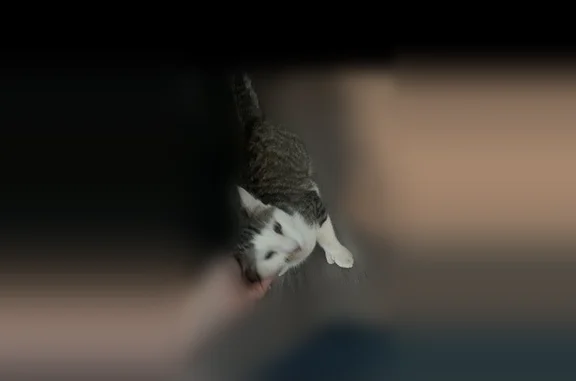 Lost cat, Entrada Paraiso, 2127, San Clemente - male - photo