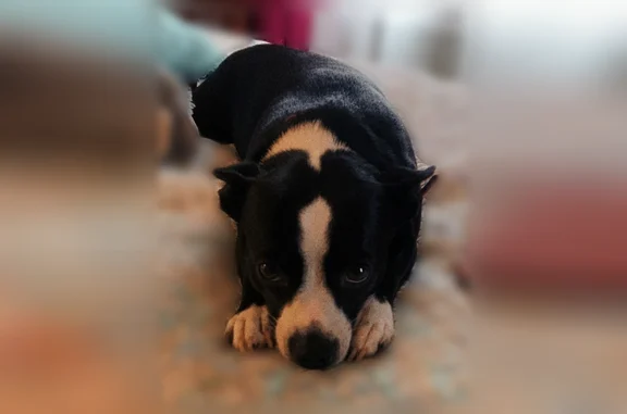 Lost dog, Reese Etophia Road, Newnan - female, black with white - photo