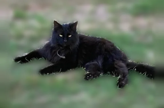 Lost cat, Road 1349, 664, Mooreville - female longhaired black cat with green eyes - photo
