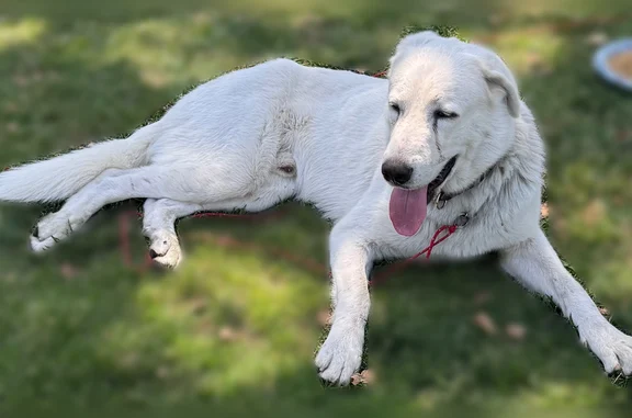 Lost and found pets Fresno, photo: Found dog, North Vagedes Avenue, 900, Fresno - male - all white, collar without tags