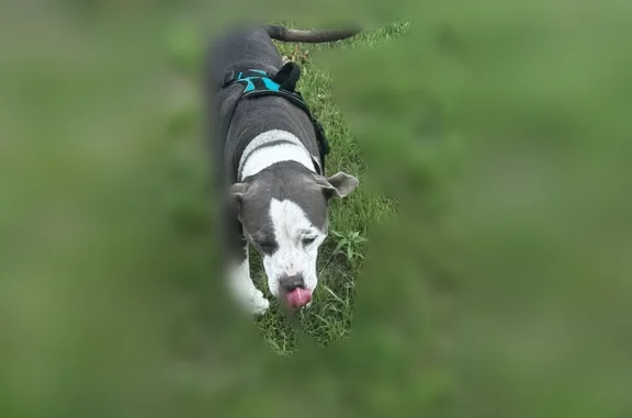 Missing dog Killeen, photo: Lost dog, Leader Drive, 1399, Killeen - male pit bull