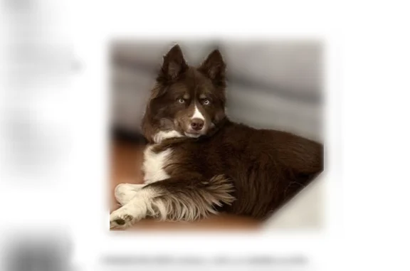 Lost dog, Lindenhurst, Illinois - female husky/aussie mix with a pink leather collar - photo