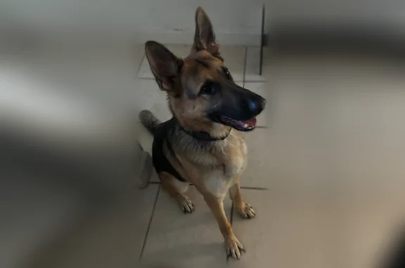 Lost dog, 30th Avenue North, 3901, Lealman - male shepherd, black and tan - photo