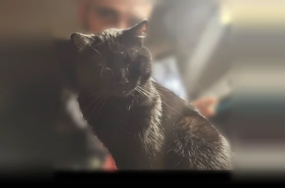 Lost cat, East Boyton Street, Marion - black male cat with yellow eyes - photo